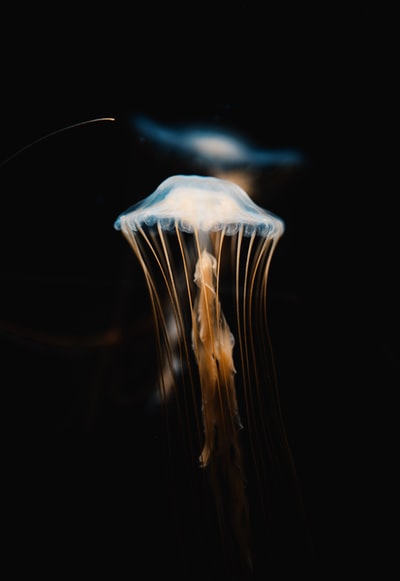 水母的选择性聚焦照片